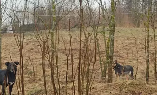 Zdjęcie do PROŚBA DO MIESZKAŃC&Oacute;W - BEZDOMNE PSY W SZCZECINOWIE 