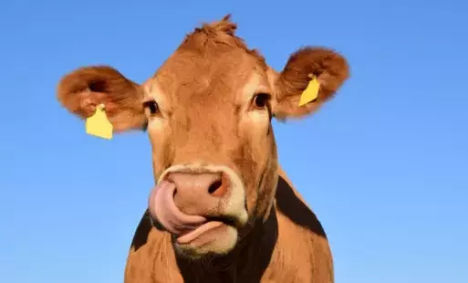 Zdjęcie do UWAGA ! CHOROBA NIEBIESKIEGO JĘZYKA 