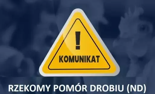 rzekomy pomór drobiu 