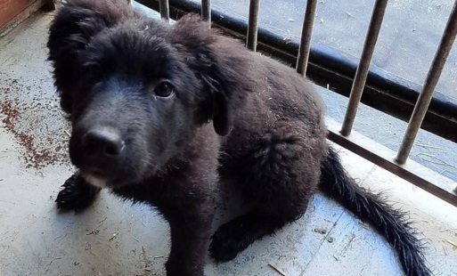 Zdjęcie do INFORMACJA SCHRONISKA CYGANOWO W KONSTANTYN&Oacute;WCE KOŁO SEJN O ADOPCJI PSA