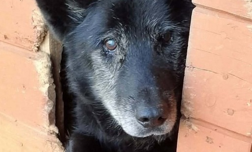 Zdjęcie do INFORMACJA SCHRONISKA CYGANOWO W KONSTANTYN&Oacute;WCE KOŁO SEJN O ADOPCJI PSA